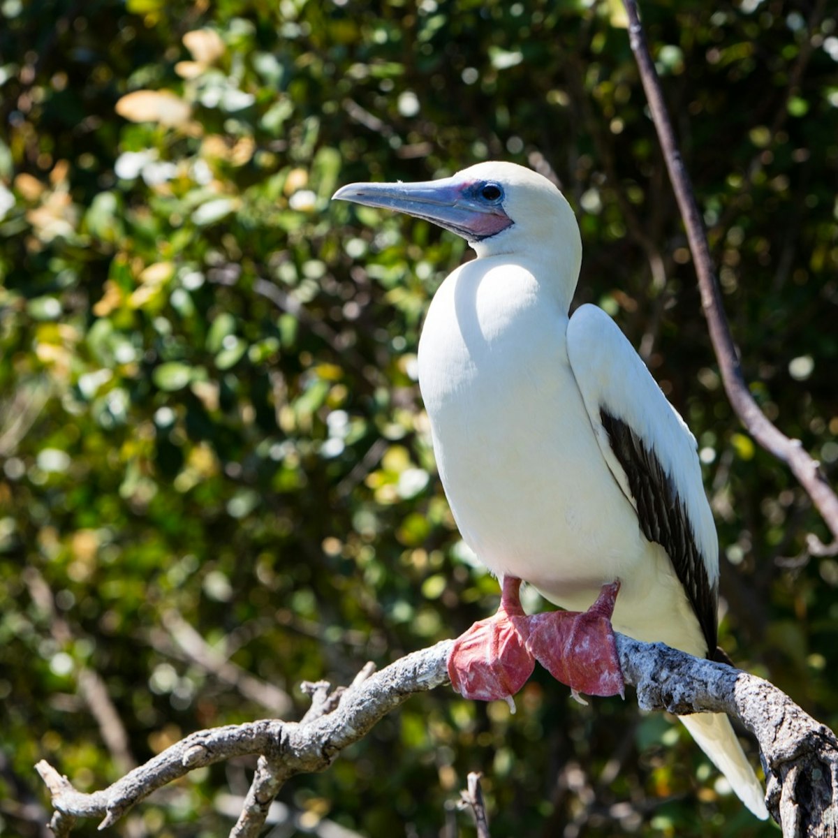 A Red-footed booby (Sula sula) sits on a branch in a breeding colony on Half Moon Caye off the coast of Belize. This is part of a UNESCO World Heritage Site.; Shutterstock ID 583848568; Your name (First / Last): Alicia Johnson; GL account no.: 65050; Netsuite department name: Online Editorial ; Full Product or Project name including edition: Belize
