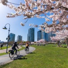 Vancouver, BC, Canada - April 5 2021 : People doing cycling and having a picnic in David Lam Park in springtime, enjoying cherry blossom flowers in full bloom.
1363715066
david lam park, seawall