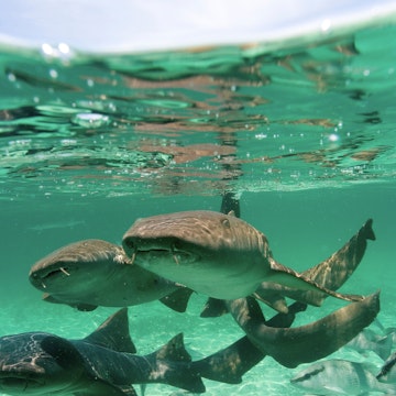 Group of Nurse Sharks