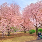 Tokyo, Japan - April 17, 2017: people relaxing under blossoming cherry tree in Shinjuku Gyoen National Garden. Shinjuku Gyoen is the best places in Tokyo to see cherry blossoms. Springtime, blu sky. License Type: media Download Time: 2023-11-28T15:43:15.000Z User: nic.dhoedt_lonelyplanet Is Editorial: Yes purchase_order: