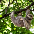 Cute sloth hanging on tree branch with funny face look, perfect portrait of wild animal in the Rainforest of Costa Rica scratching the belly, Bradypus variegatus, brown-throated three-toed sloth,  License Type: media  Download Time: 2022-08-03T20:57:38.000Z  User: Norma.PrauseBrewer_LonelyPlanet  Is Editorial: No  purchase_order:   