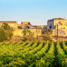 Marsala, Sicily, Italy - July 8, 2020: Vineyards and farmhouse in background in Marsala in Sicily, Italy, License Type: media, Download Time: 2024-12-30T03:13:08.000Z, User: hannahblackie10, Editorial: true, purchase_order: 56530 - Guidebooks, job: Global Publishing WIP, client: Sicily 11, other: Hannah Blackie