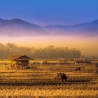 Beautiful Rice field in the morning mist at pai, mae hong son, thailand    License Type: media  Download Time: 2023-07-26T04:40:11.000Z  User: claramonitto  Is Editorial: No  purchase_order:  56530/Global Publishing-WIP  
